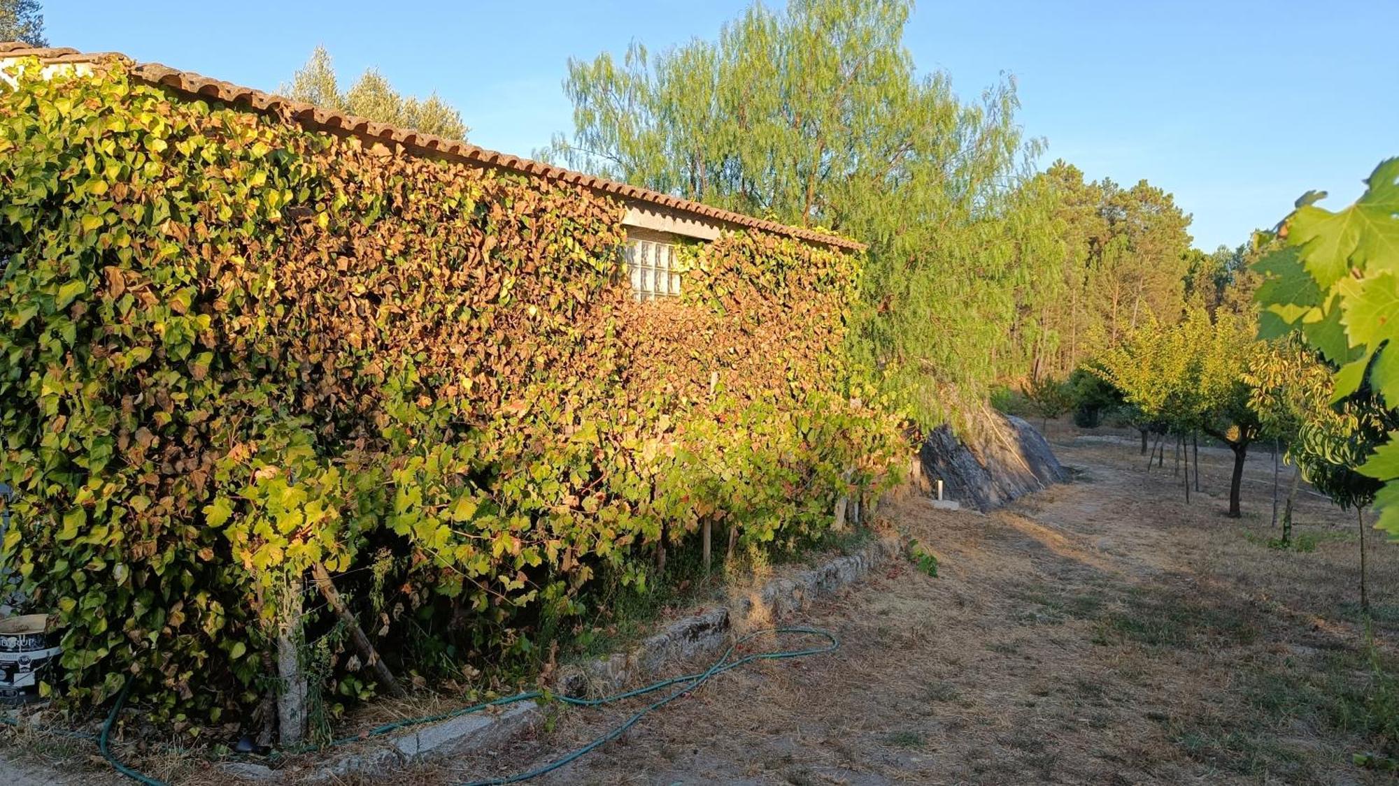 Maison d'hôtes Quinta Da Pedra Mija à Santar Extérieur photo
