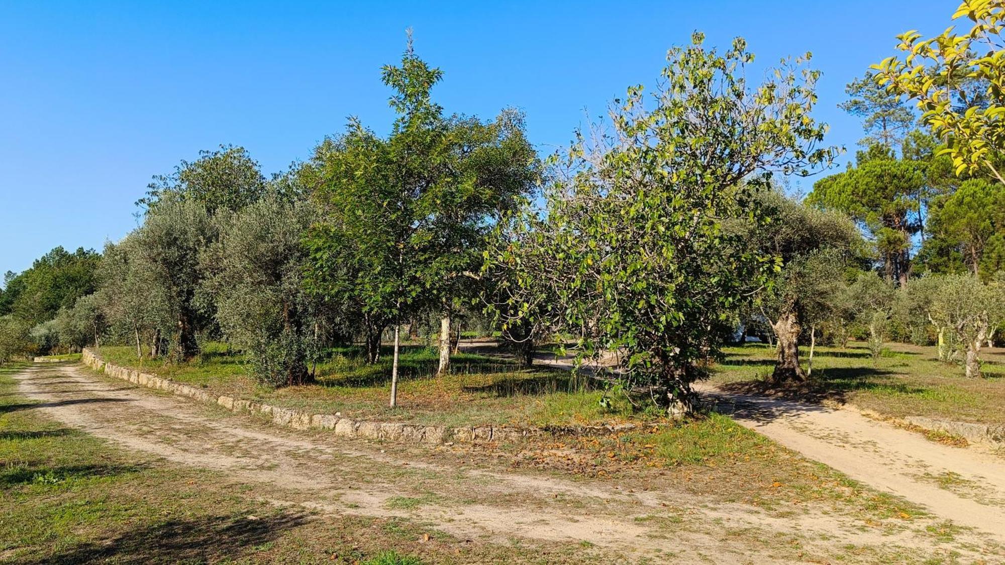 Maison d'hôtes Quinta Da Pedra Mija à Santar Extérieur photo