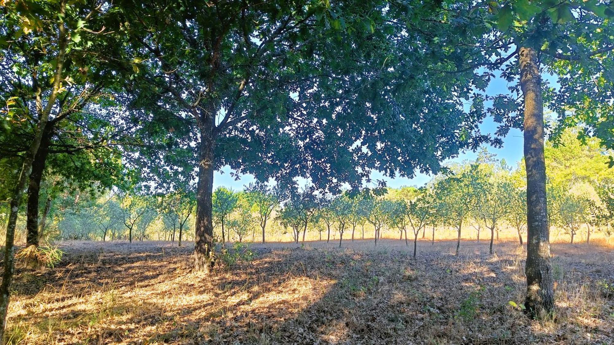 Maison d'hôtes Quinta Da Pedra Mija à Santar Extérieur photo